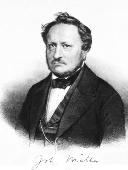 Prof. Dr. Johannes Müller - By G. Berger (lithography) (http://ihm.nlm.nih.gov/images/B19893) [Public domain], via Wikimedia Commons